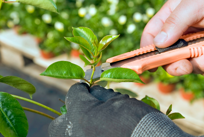 Dôležité prestrihávanie citrusov